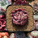 Echeveria 'Vivache' 2" Succulent Plant Cutting