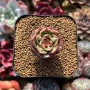 Echeveria 'Lotus Lantern' Carunculated 1" Succulent Plant Cutting