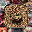 Echeveria 'Lotus Lantern' Carunculated 1" Succulent Plant Cutting