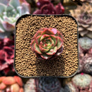 Echeveria 'Lotus Lantern' Carunculated 1" Succulent Plant Cutting