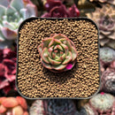 Echeveria 'Lotus Lantern' Carunculated 1" Succulent Plant Cutting