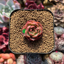 Echeveria 'Lotus Lantern' Carunculated 1" Succulent Plant Cutting