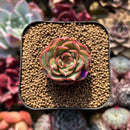 Echeveria 'Lotus Lantern' Carunculated 1" Succulent Plant Cutting