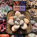 Pachyphytum 'Story Two' 2" Mam&Sister Farm Original Japanese Hybrid Succulent Plant