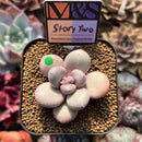 Pachyphytum 'Story Two' 2" Mam&Sister Farm Original Japanese Hybrid Succulent Plant