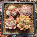 Set of Four 1"-2" Echeveria Succulent Plant Cuttings