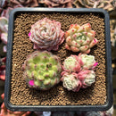Set of Four 1"-2" Echeveria Succulent Plant Cuttings