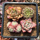 Set of Four 1"-2" Echeveria Succulent Plant Cuttings