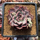 Echeveria sp. 3"-4" Succulent Plant Cutting