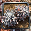 Echeveria 'Pignose' 3"-4" Succulent Plant