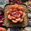 Echeveria sp. 2" Succulent Plant Cutting