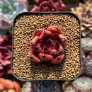 Echeveria Agavoides sp. 1" Succulent Plant Cutting