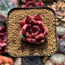 Echeveria Agavoides sp. 1" Succulent Plant Cutting
