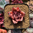 Echeveria Agavoides sp. 1" Succulent Plant Cutting