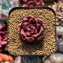 Echeveria Agavoides sp. 1" Succulent Plant Cutting