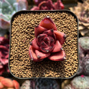 Echeveria Agavoides sp. 1" Succulent Plant Cutting