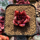 Echeveria Agavoides sp. 1" Succulent Plant Cutting