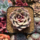 Echeveria 'German Champaign' 2" Succulent Plant Cutting