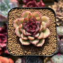 Echeveria sp. 2" Succulent Plant Cutting