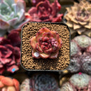 Echeveria sp. 1"-2" Succulent Plant Cutting
