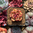 Echeveria sp. 1"-2" Succulent Plant Cutting