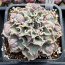 Echeveria 'Madiba' Curly/Carunculated 6"-7" Large Succulent Plant