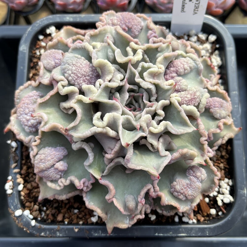 Echeveria 'Madiba' Curly/Carunculated 6
