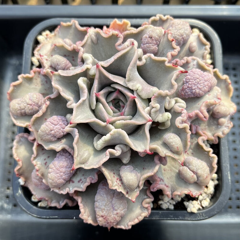 curly succulents Echeveria 'Madiba' Curly/Carunculated 6"-7" Large Succulent Plant – True Succulents Plant Co