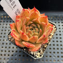 Echeveria 'Elizabeth' 2" Succulent Plant