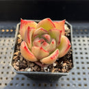 Echeveria Agavoides sp. 2" Succulent Plant