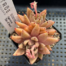 Echeveria Agavoides 'Star of Seoul' 2" Cluster Succulent Plant