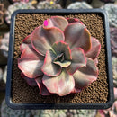 Echeveria 'Minigosaong' Variegated 3" Succulent Plant Cutting