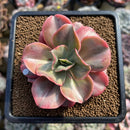 Echeveria 'Minigosaong' Variegated 3" Succulent Plant Cutting