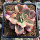 Echeveria 'Minigosaong' Variegated 3" Succulent Plant Cutting