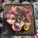 Echeveria 'Minigosaong' Variegated 3" Succulent Plant Cutting