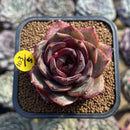 Echeveria 'Melodious' 2" Succulent Plant Cutting