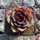 Echeveria 'Melodious' 2" Succulent Plant Cutting
