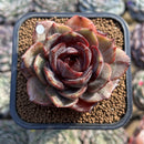 Echeveria 'Melodious' 2" Succulent Plant Cutting