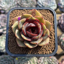 Echeveria 'Melodious' 2" Succulent Plant Cutting