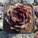 Echeveria 'Melodious' 2" Succulent Plant Cutting