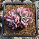 Echeveria 'Luella' Variegated 3" Succulent Plant Cutting
