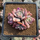 Echeveria 'Luella' Variegated 3" Succulent Plant Cutting