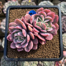 Echeveria 'Luella' Variegated 3" Succulent Plant Cutting