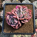 Echeveria 'Luella' Variegated 3" Succulent Plant Cutting