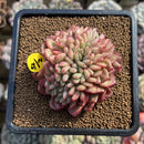 Echeveria 'Dracula' Crested 3" Succulent Plant Cutting