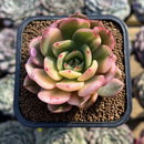 Echeveria Agavoides 'Flamenco' Variegated 3" Succulent Plant Cuting