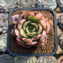 Echeveria Agavoides 'Flamenco' Variegated 3" Succulent Plant Cuting