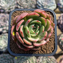 Echeveria Agavoides 'Flamenco' Variegated 3" Succulent Plant Cuting