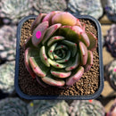Echeveria Agavoides 'Flamenco' Variegated 3" Succulent Plant Cuting
