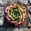Echeveria Agavoides 'Flamenco' Variegated 3" Succulent Plant Cuting
